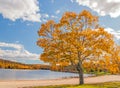 Sugar maple tree in Fall Lake Taghkanic State Park 