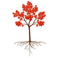 Sugar maple tree with roots on a white background.