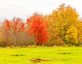 sugar maple trees in Fall and three puddles in field