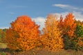 Sugar Maple trees in fall with blue sky and clouds