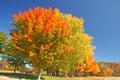 Sugar Maple trees in fall with dark blue sky Royalty Free Stock Photo