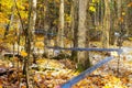 Sugar maple trees with a series of lines running through it, carrying maple syrup to be processed Royalty Free Stock Photo