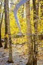 Sugar maple trees with a series of lines running through it, carrying maple syrup to be processed Royalty Free Stock Photo