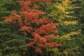 Sugar Maples in Autumn - Ontario, Canada