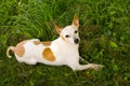 Chihuahua/Jack Russell Terrier Dog Mix in the Grass Royalty Free Stock Photo