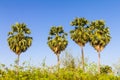 Sugar palm blue sky Royalty Free Stock Photo