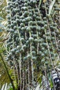 Sugar palm, candy palm, palm bunch Royalty Free Stock Photo