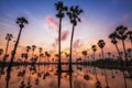 sugar palm farm at sunrise and skyline reflection on pond Royalty Free Stock Photo