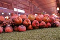 Sugar Palm fruit, a fuit from tropical forest plant Royalty Free Stock Photo