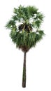 Sugar palm tree alone or single on isolate white background Royalty Free Stock Photo