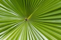 Sugar palm leaf Royalty Free Stock Photo