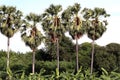 Sugar palm plantation tree, Row of sugarcane, Big tree landscape palm in forest green