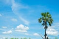 Sugar palm with rice field blue sky Royalty Free Stock Photo