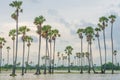 Sugar palm rice field in the water Royalty Free Stock Photo