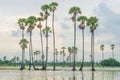 Sugar palm rice field in the water Royalty Free Stock Photo