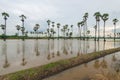 Sugar palm rice field in the water Royalty Free Stock Photo