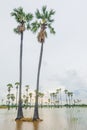 Sugar palm rice field in the water Royalty Free Stock Photo