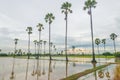 Sugar palm rice field in the water Royalty Free Stock Photo