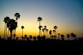 Sugar palm and rice filed rural rice field, silhouette sunset sugar palm trees in Thailand. Royalty Free Stock Photo