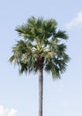 Sugar palm on sky background. Royalty Free Stock Photo