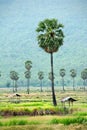 Sugar palm tree Royalty Free Stock Photo