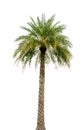 Sugar palm tree alone or single on isolate Royalty Free Stock Photo