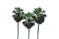 Sugar palm tree alone or single on isolate Royalty Free Stock Photo