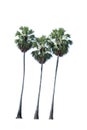 Sugar palm tree alone or single on isolate Royalty Free Stock Photo