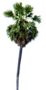 Sugar palm tree alone or single on isolate white background Royalty Free Stock Photo