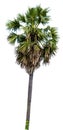 Sugar palm tree alone or single on isolate white background Royalty Free Stock Photo