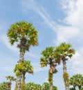 Sugar Palm Tree or Asian Palmyra palm or Toddy palm or Cambodian
