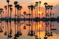 sugar palm tree farm with reflection at sunrise Royalty Free Stock Photo