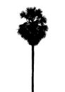 Sugar palm tree, isolated natural plant sign, black vector