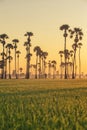 Sugar palm tree and Rice Feild at sunset in Thailand Royalty Free Stock Photo