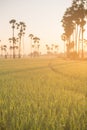 Sugar palm tree and Rice Feild at sunset in Thailand