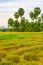 Sugar palm tree on rice field.