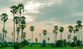 Sugar palm tree and rice field in Thailand with beautiful sunset sky. Beautiful pattern of sugar parm tree. Green rice farm Royalty Free Stock Photo