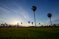 Sugar palm tree and rice filed at sunset Royalty Free Stock Photo