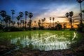 Sugar palm tree and rice sunset Royalty Free Stock Photo