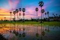 Sugar palm tree and rice sunset Royalty Free Stock Photo