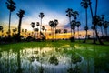 Sugar palm tree and rice sunset Royalty Free Stock Photo