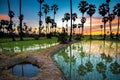 Sugar palm tree and rice sunset Royalty Free Stock Photo
