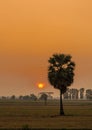 Sugar palm tree and sunset