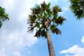 Sugar palm trees Royalty Free Stock Photo