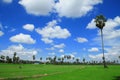 Sugar palm trees in the field , thailand