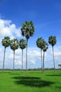 Sugar palm trees in the field ,thailand Royalty Free Stock Photo