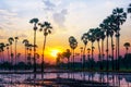 Sugar palm trees on paddy field in sunrise, Pathum Thani Province, Thailand