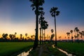 sugar palm trees and paddy rice field along water swamp at dusk Royalty Free Stock Photo