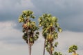 Sugar palm trees Royalty Free Stock Photo