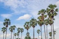 Sugar palm trees Royalty Free Stock Photo